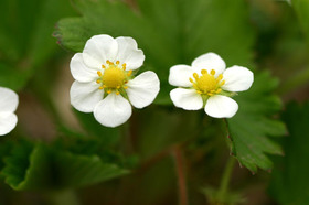 ワイルドストロベリー 花図鑑 東京 自由が丘のフラワーアレンジメント教室 The Flowe ザ フロウ